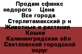 Продам сфинкс недорого  › Цена ­ 1 000 - Все города, Стерлитамакский р-н Животные и растения » Кошки   . Калининградская обл.,Светловский городской округ 